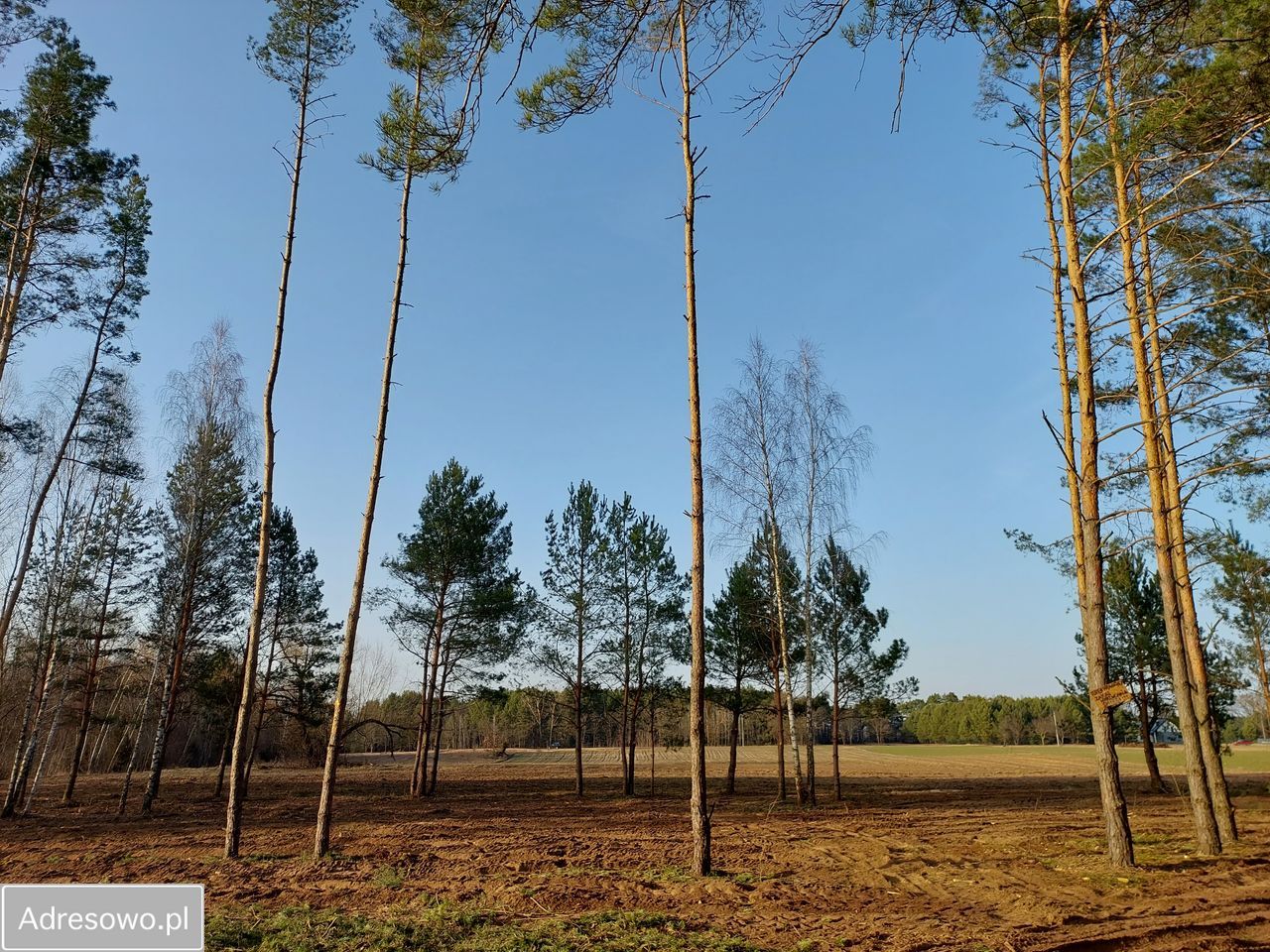 Działka rekreacyjna Rogóźno. Zdjęcie 5