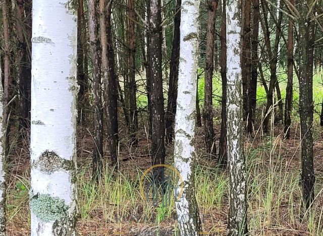 Działka leśna Jawidz. Zdjęcie 6