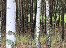 Działka leśna Jawidz. Zdjęcie 4