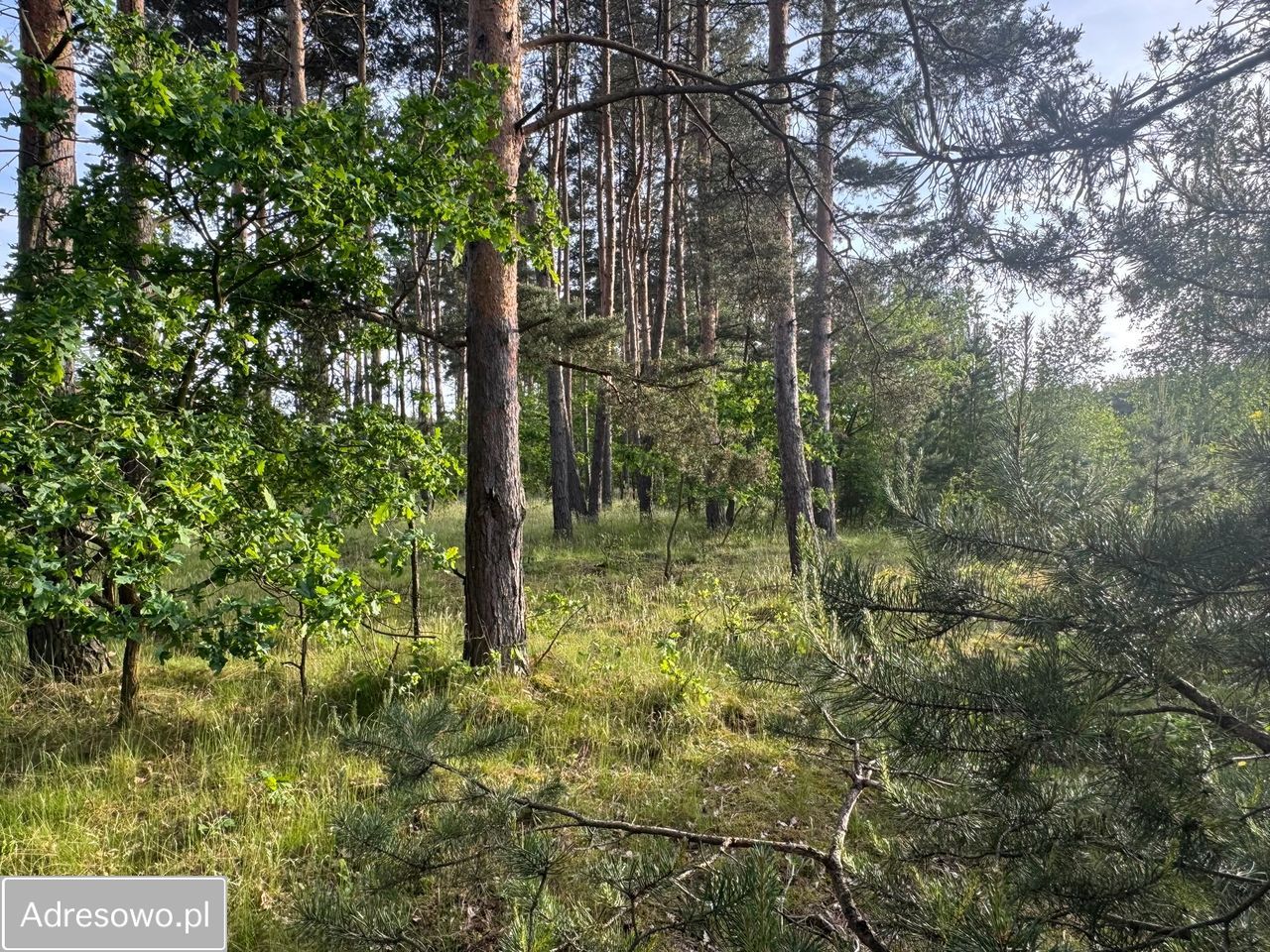 Działka budowlana Nowy Dwór. Zdjęcie 11