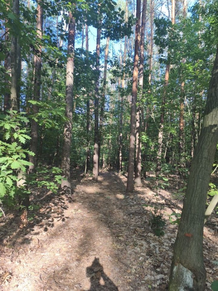 Działka leśna Oblasy. Zdjęcie 2