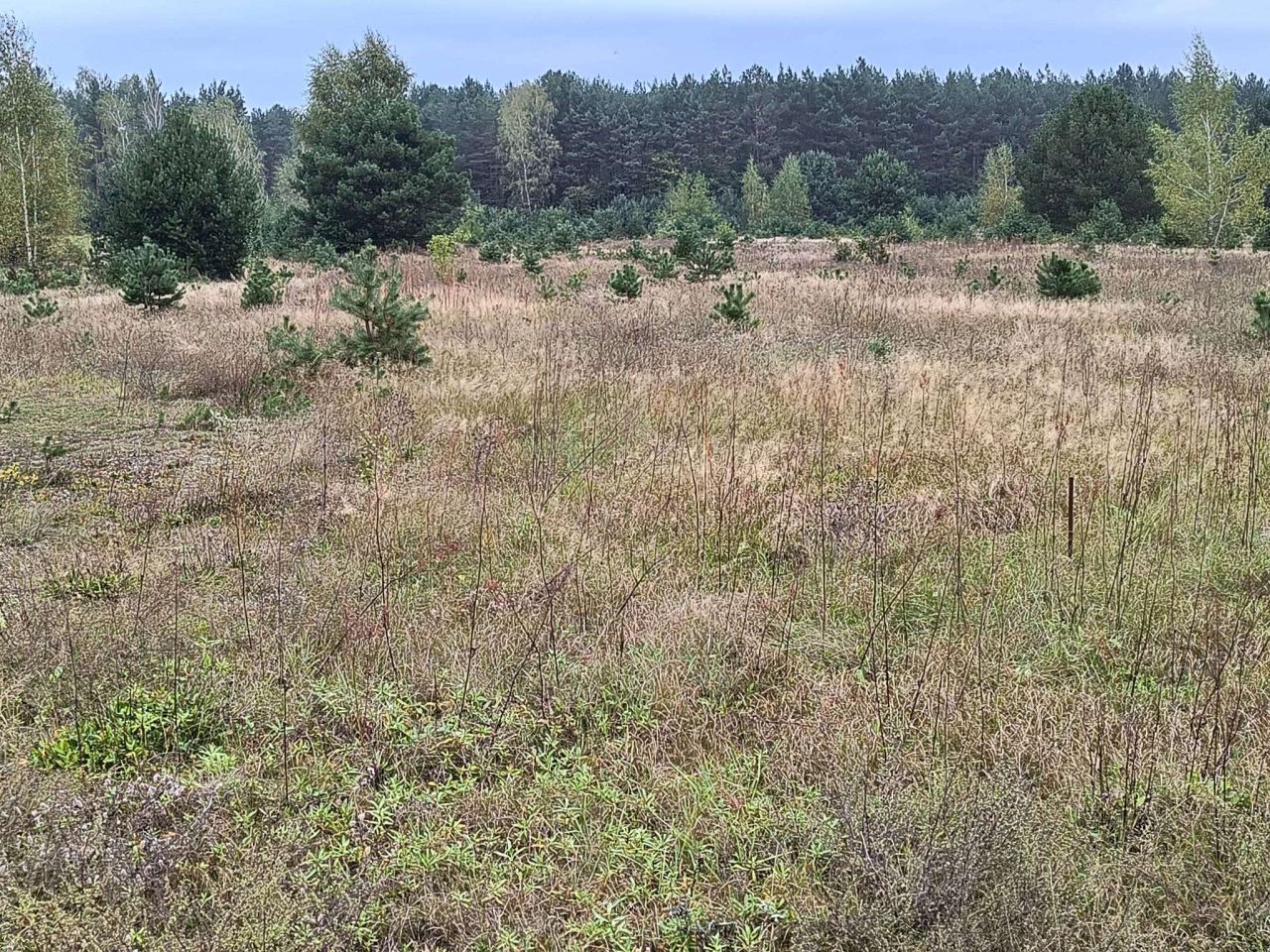 Działka rekreacyjna Dzbądzek. Zdjęcie 3