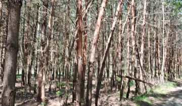 Działka leśna Bieliny