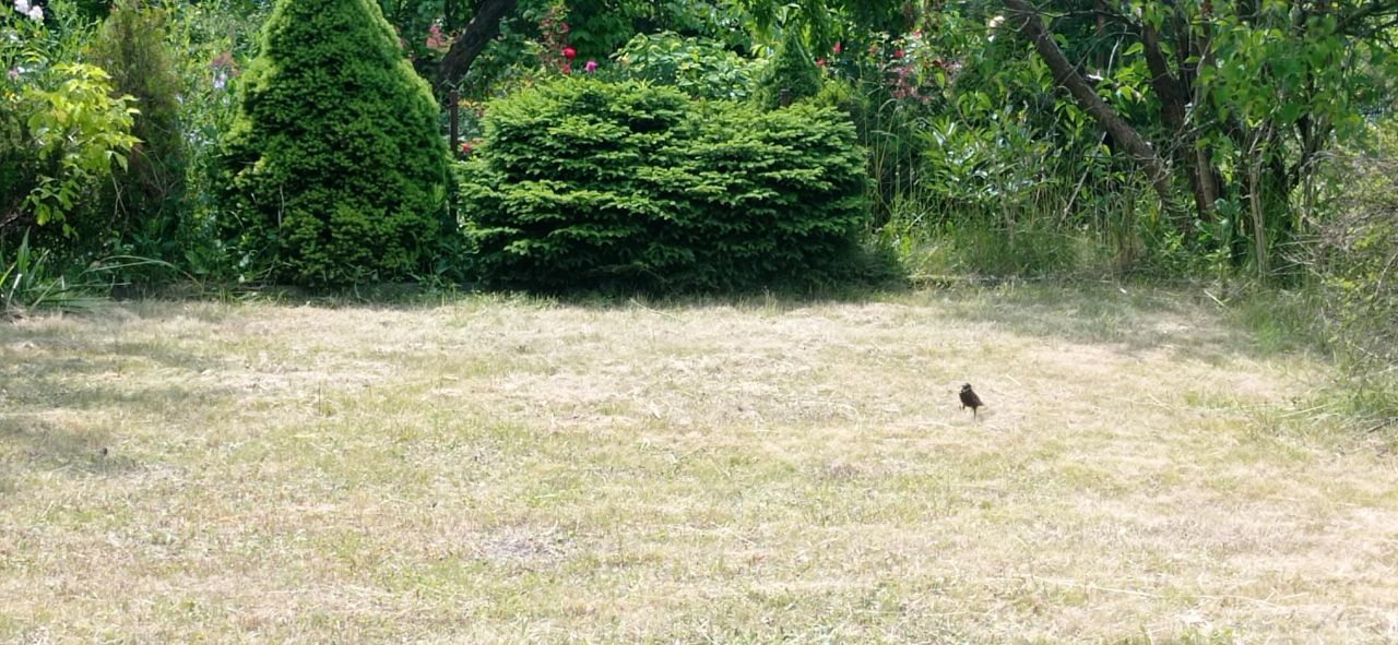 Działka rod Łódź Widzew, ul. Lodowa. Zdjęcie 28