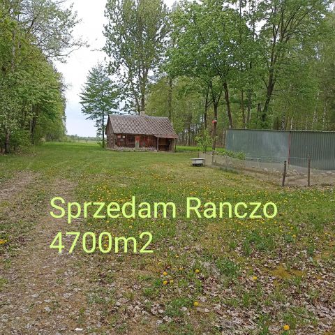 Działka siedliskowa Mołożew-Wieś Kolonia Mołożew. Zdjęcie 1