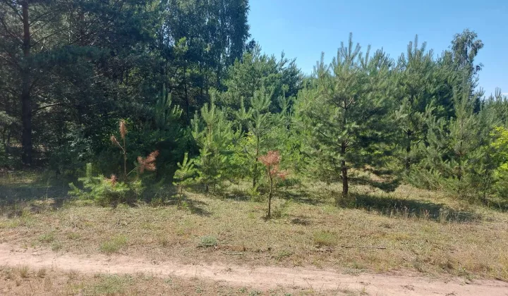 Działka siedliskowa Dąbrowa