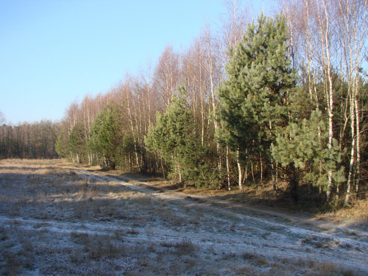 Działka leśna Rędziny. Zdjęcie 13