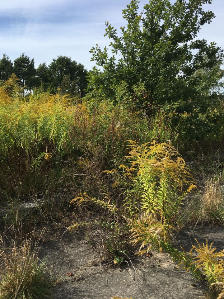 Działka budowlana Gołków Gołków-Cegielnia, ul. Gołkowska. Zdjęcie 12