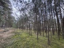 Działka leśna Brzozie. Zdjęcie 2