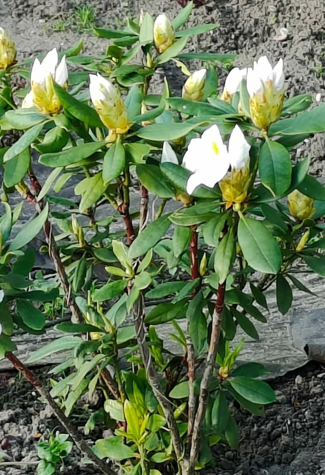 Działka rod Krotoszyn, ul. Polna. Zdjęcie 6