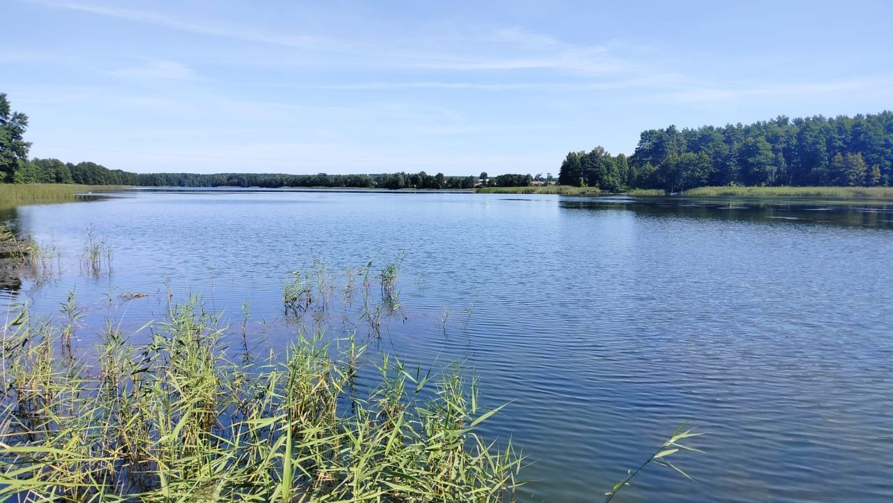 Działka rolno-budowlana Zalesie Królewskie. Zdjęcie 7