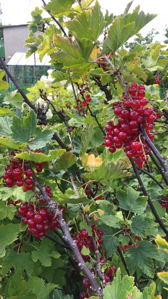 Działka rod Gdynia Oksywie. Zdjęcie 4