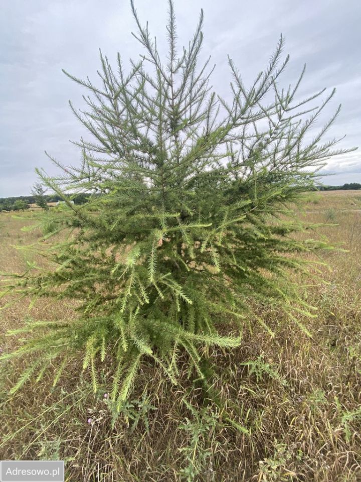 Działka budowlana Modzele-Bartłomieje. Zdjęcie 2