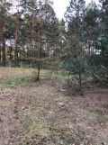 Działka inwestycyjna Majdan Sopocki Drugi. Zdjęcie 2