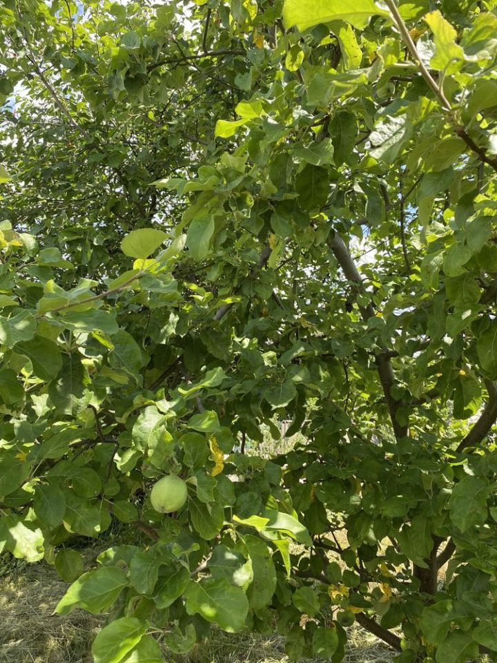 Działka rod Radzyń Podlaski. Zdjęcie 4