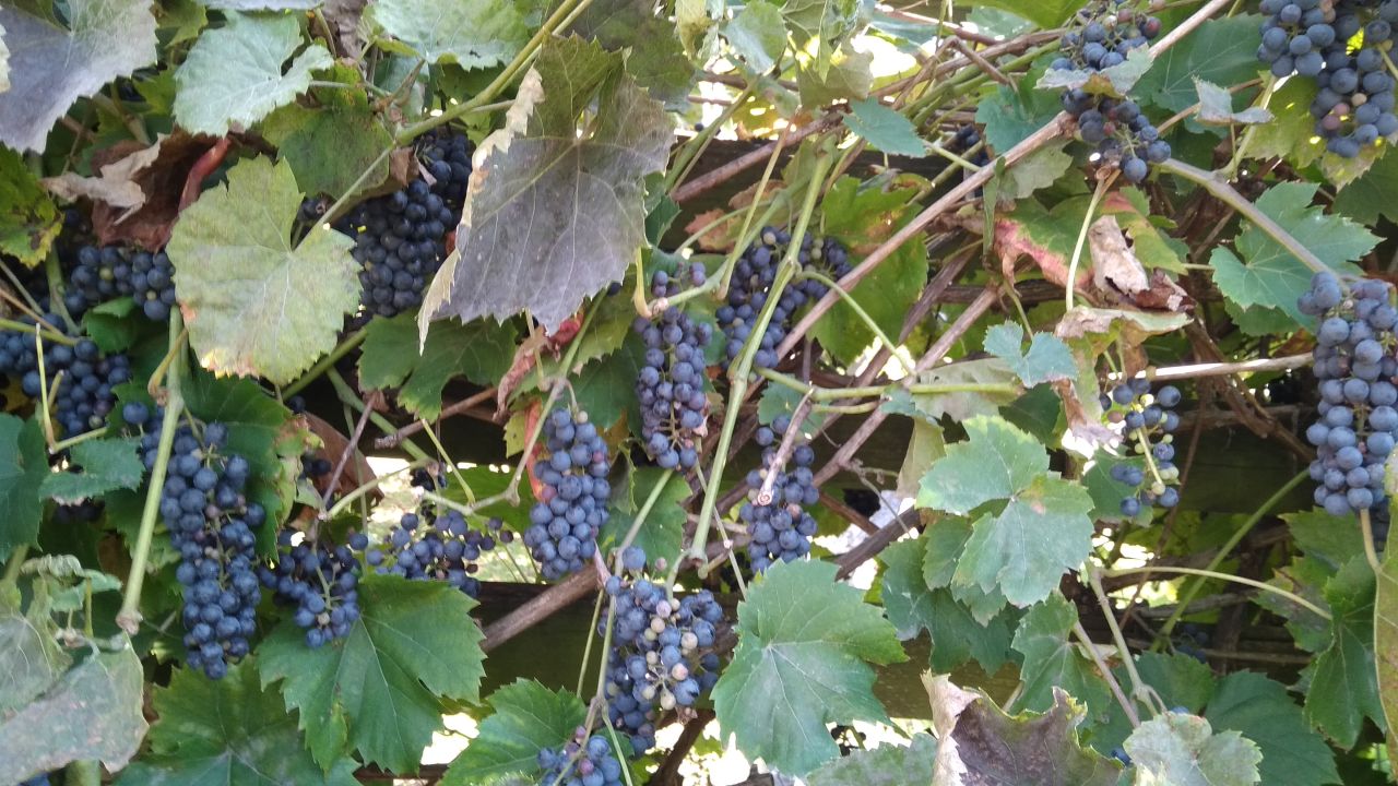 siedlisko, 5 pokoi Łąkie, ul. Podstawowa. Zdjęcie 15