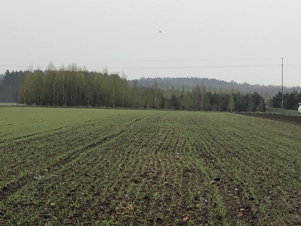 Działka rolna Chojnowo