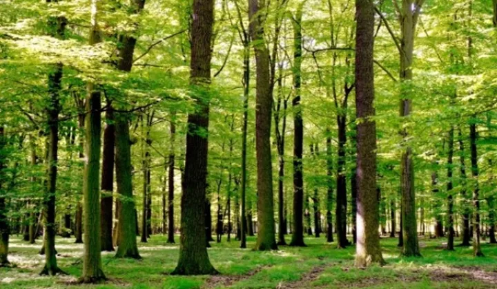 Działka leśna Koźmice Wielkie