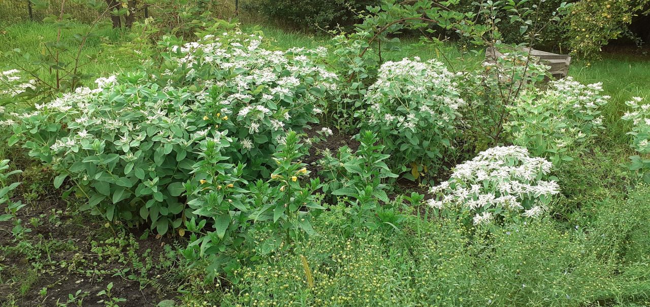Działka rod Wrocław Fabryczna, ul. Grabiszyńska. Zdjęcie 6