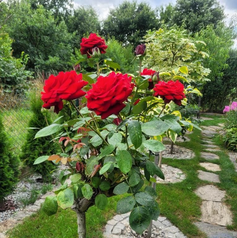 Działka rekreacyjna Wrocław Fabryczna, ul. Wojanowska. Zdjęcie 7