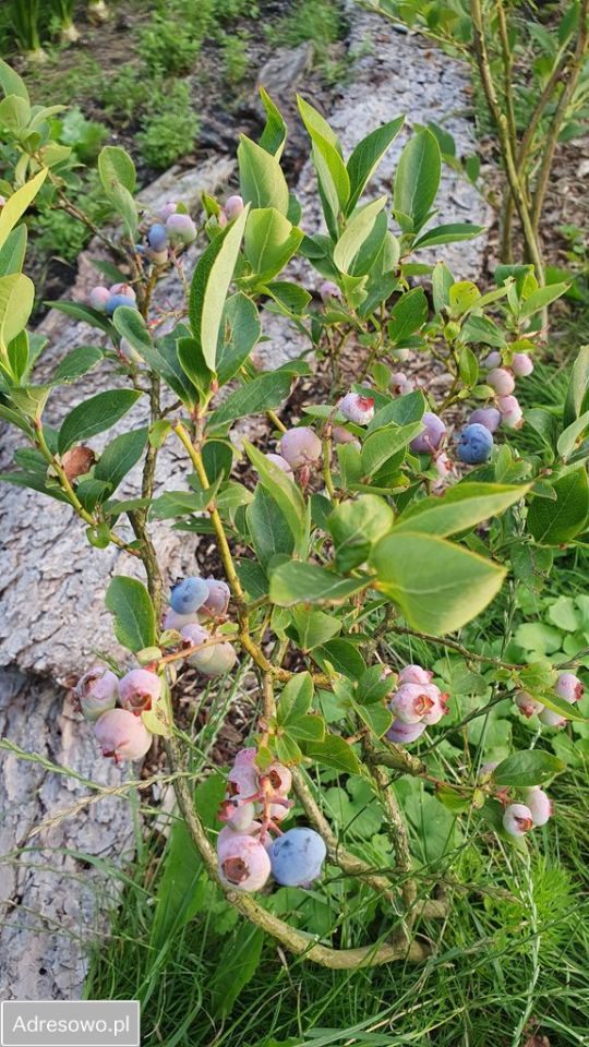 Działka rod Szczecin Śródmieście. Zdjęcie 13