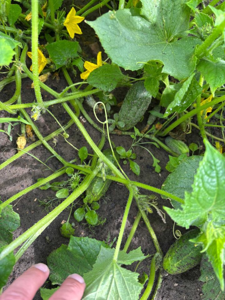 Działka rod Szczecin Skolwin. Zdjęcie 7