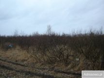 Działka rolna Włodarka. Zdjęcie 2