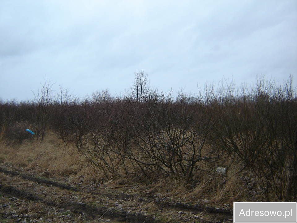 Działka rolna Włodarka. Zdjęcie 3