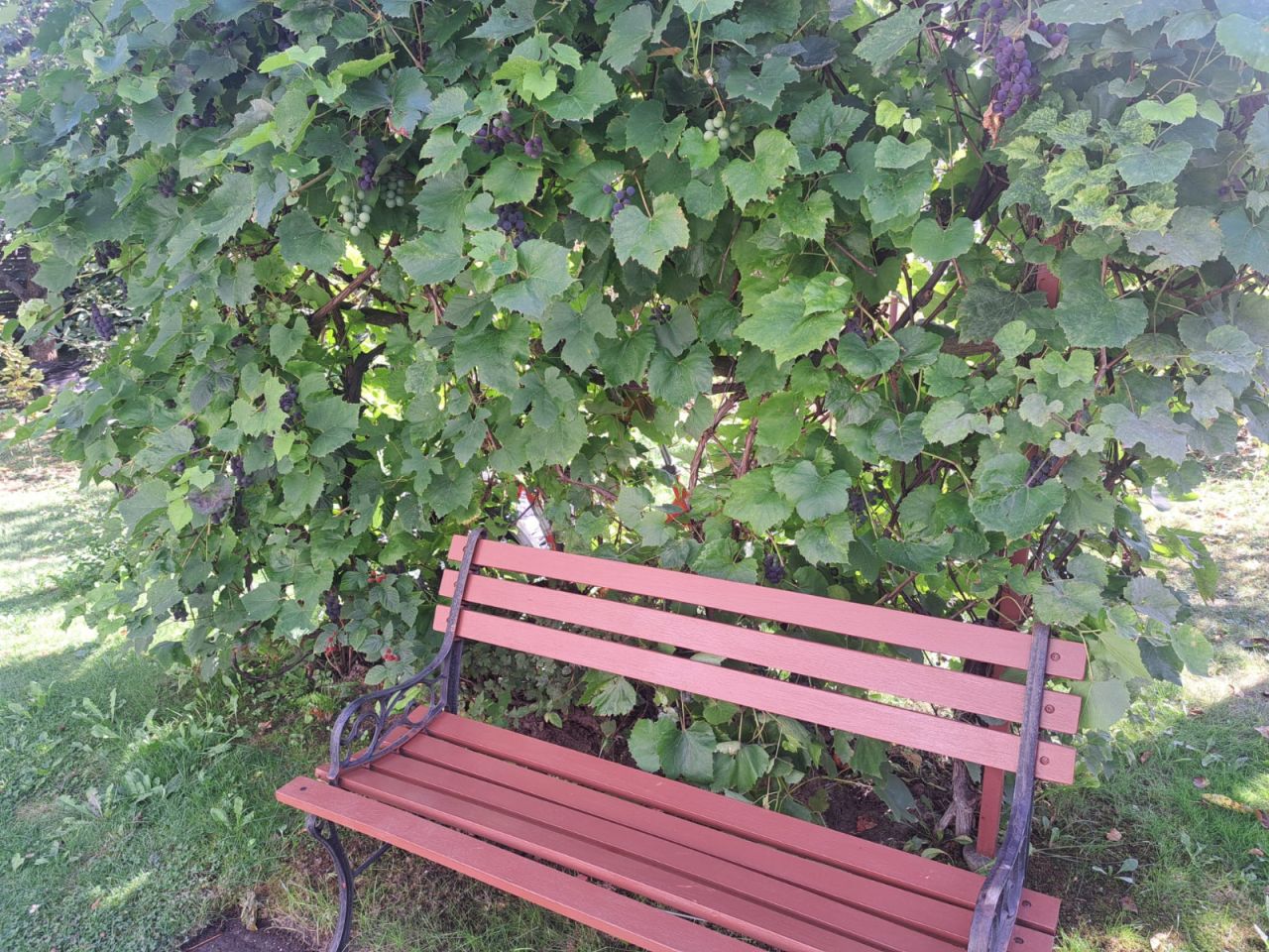 Działka rekreacyjna Łysokanie, Łysokanie Osiedle. Zdjęcie 10