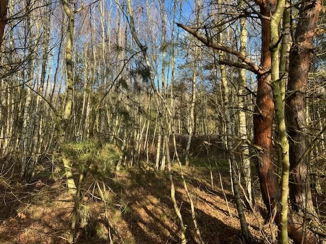 Działka leśna Stara Huta. Zdjęcie 17