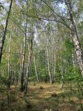 Działka leśna Tokary. Zdjęcie 3