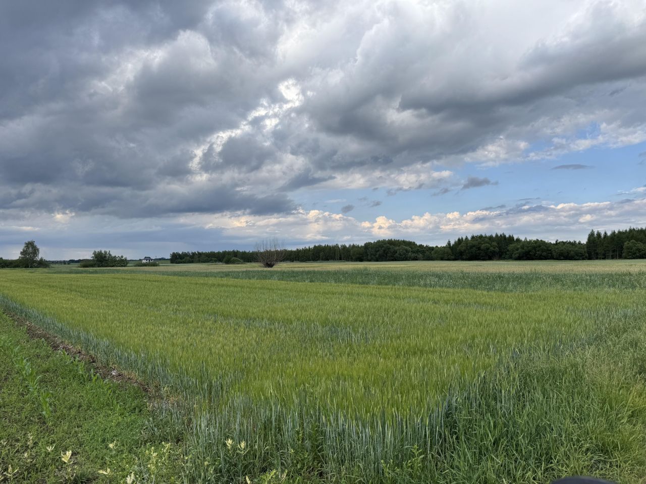 Działka leśna Charytany Zamiśnie. Zdjęcie 7