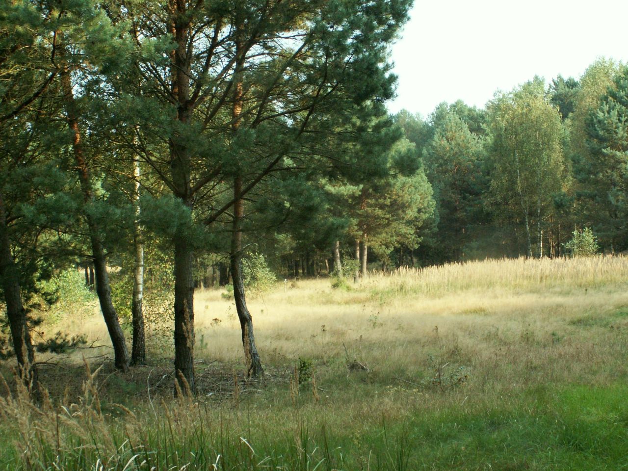 Działka rolno-budowlana Łowyń, Leśna. Zdjęcie 6