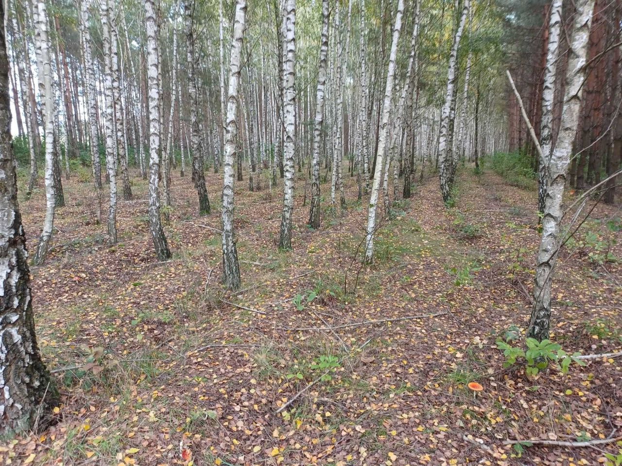 Działka rekreacyjna Świecie. Zdjęcie 4