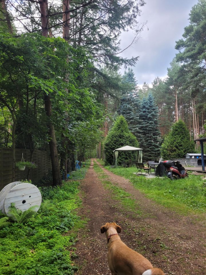 Działka rekreacyjna Czekanka. Zdjęcie 15