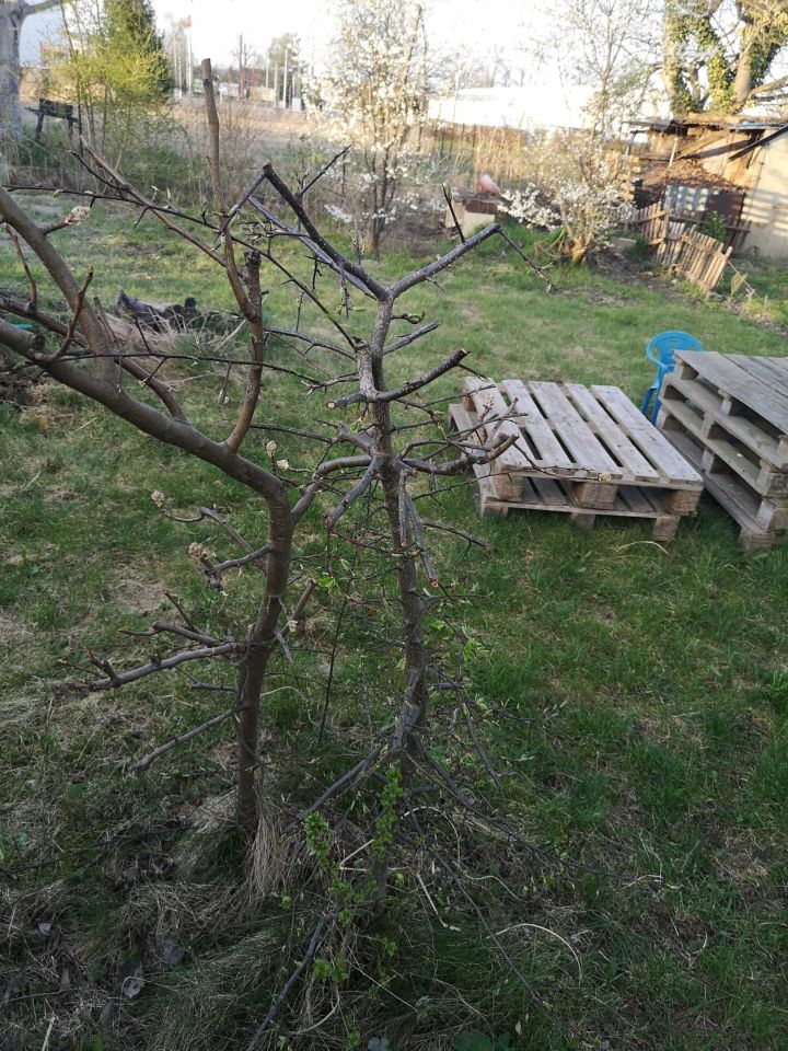 Działka rod Oleśnica, ul. Bolesława Limanowskiego. Zdjęcie 4