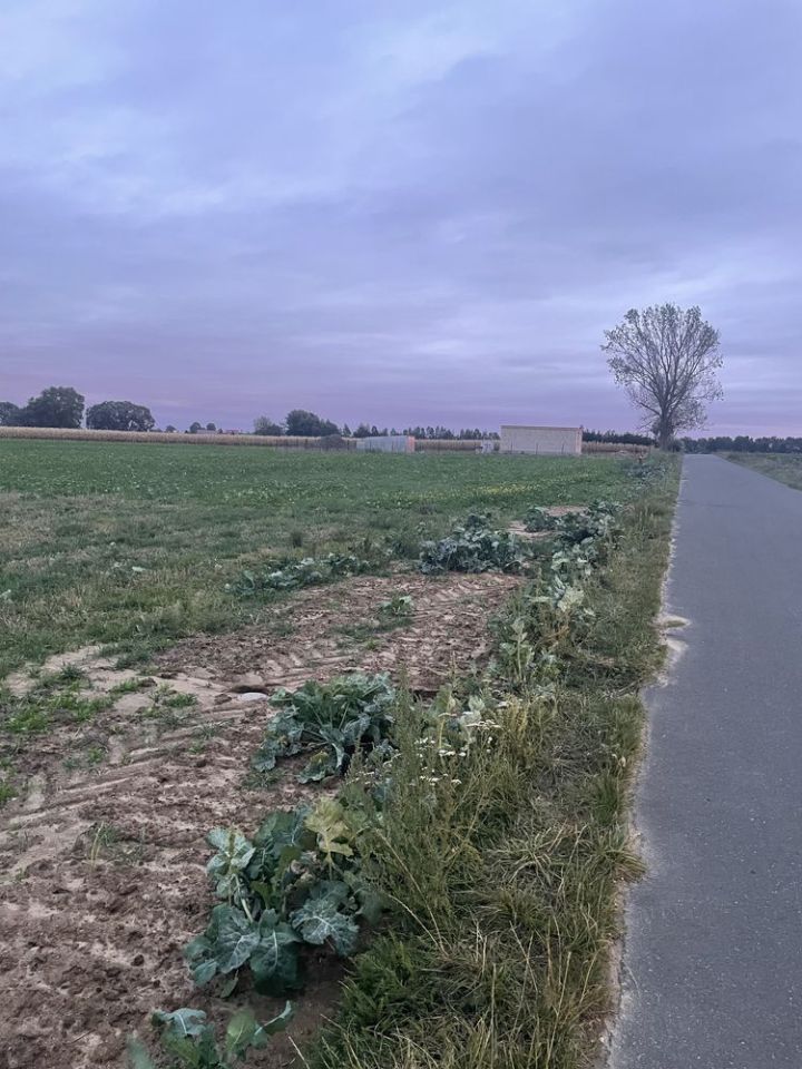 Działka budowlana Kopczyn. Zdjęcie 4