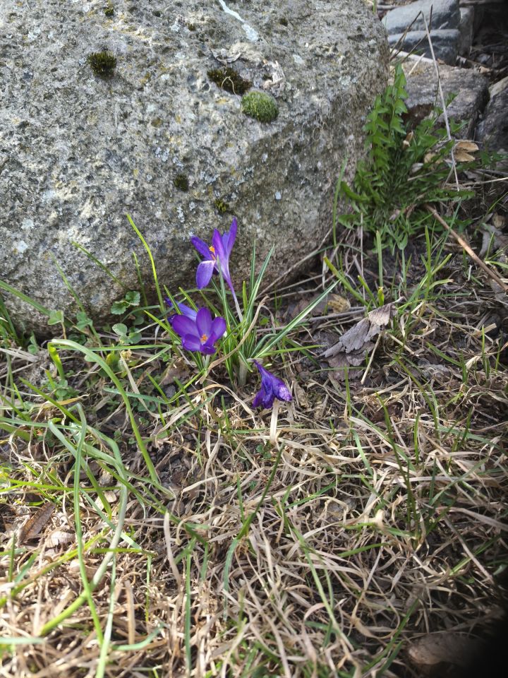 Działka rolno-budowlana Sudół Stara Wieś. Zdjęcie 6