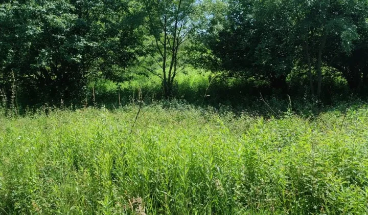 Działka rekreacyjna Tarnobrzeg Kajmów, ul. Pochyła