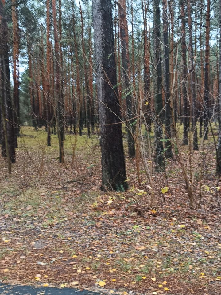 Działka leśna Cisza. Zdjęcie 2