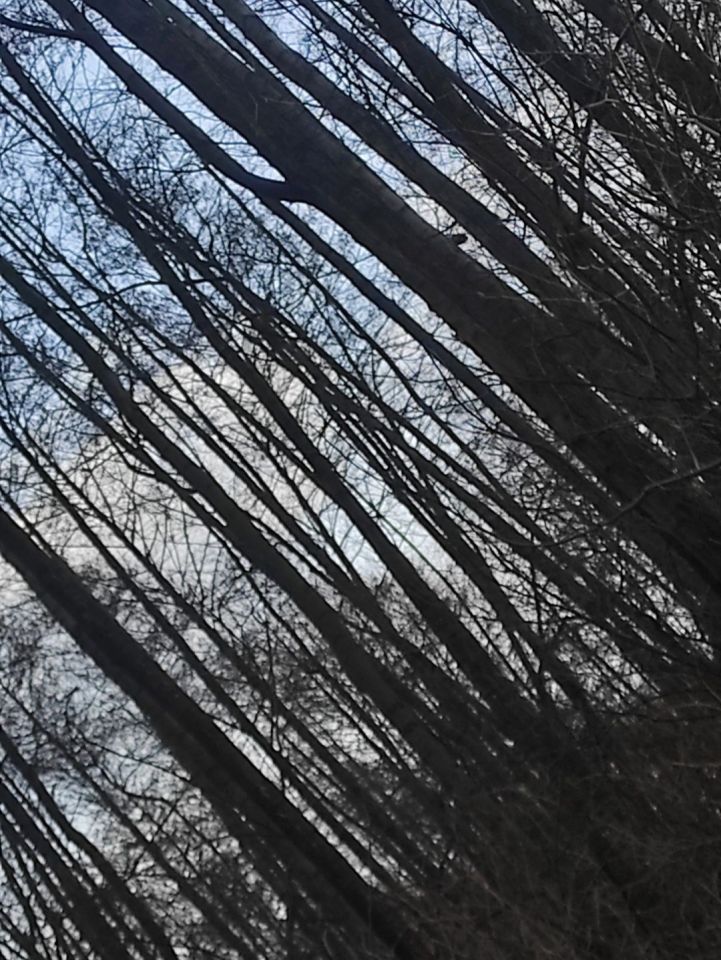 Działka leśna Archutowo. Zdjęcie 5