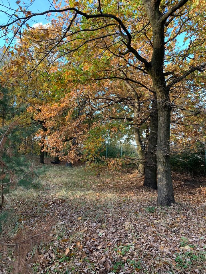 Działka budowlana Grębocin Kolonia Papowska, ul. Okrężna. Zdjęcie 3