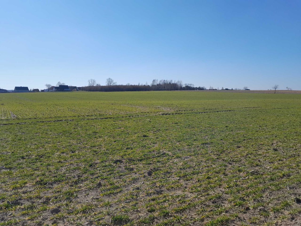 Działka budowlana Piękocin. Zdjęcie 4