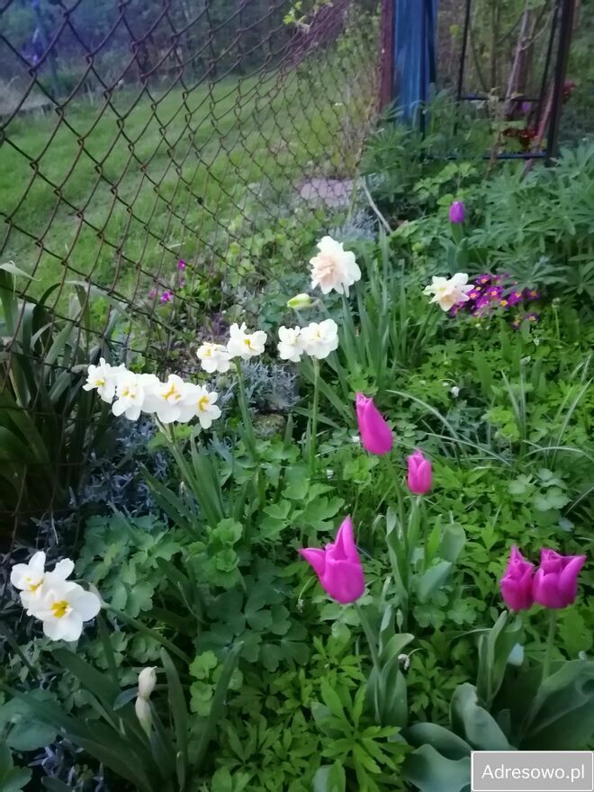 Działka rod Warszawa Mokotów, ul. Racławicka. Zdjęcie 14