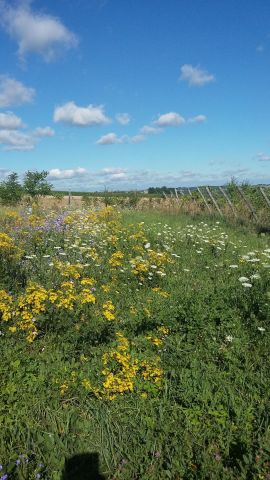 dom wolnostojący, 3 pokoje Bukowska Wola. Zdjęcie 33