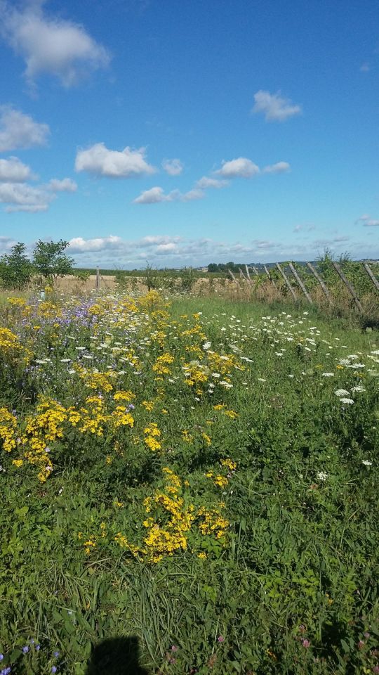 dom wolnostojący, 3 pokoje Bukowska Wola. Zdjęcie 33