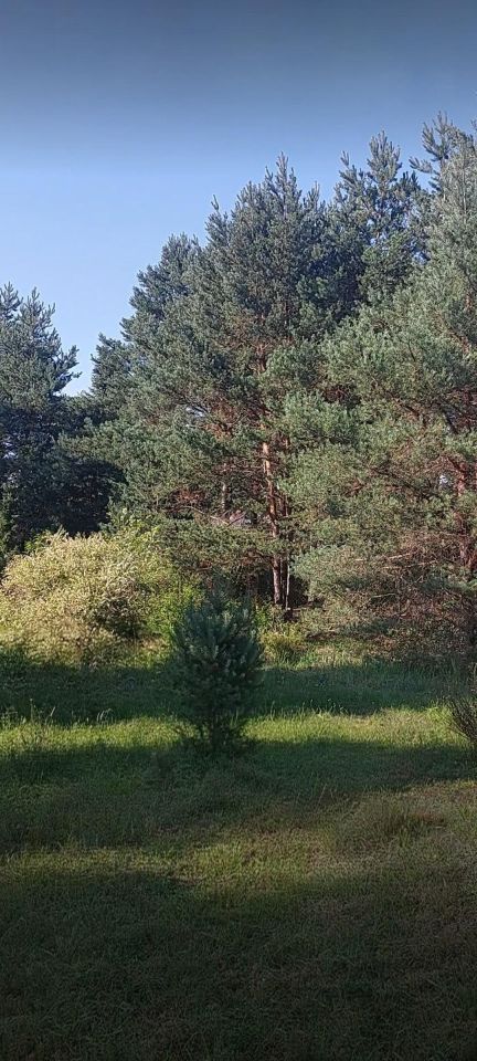 Działka rekreacyjna Morgi, ul. 25. Zdjęcie 9