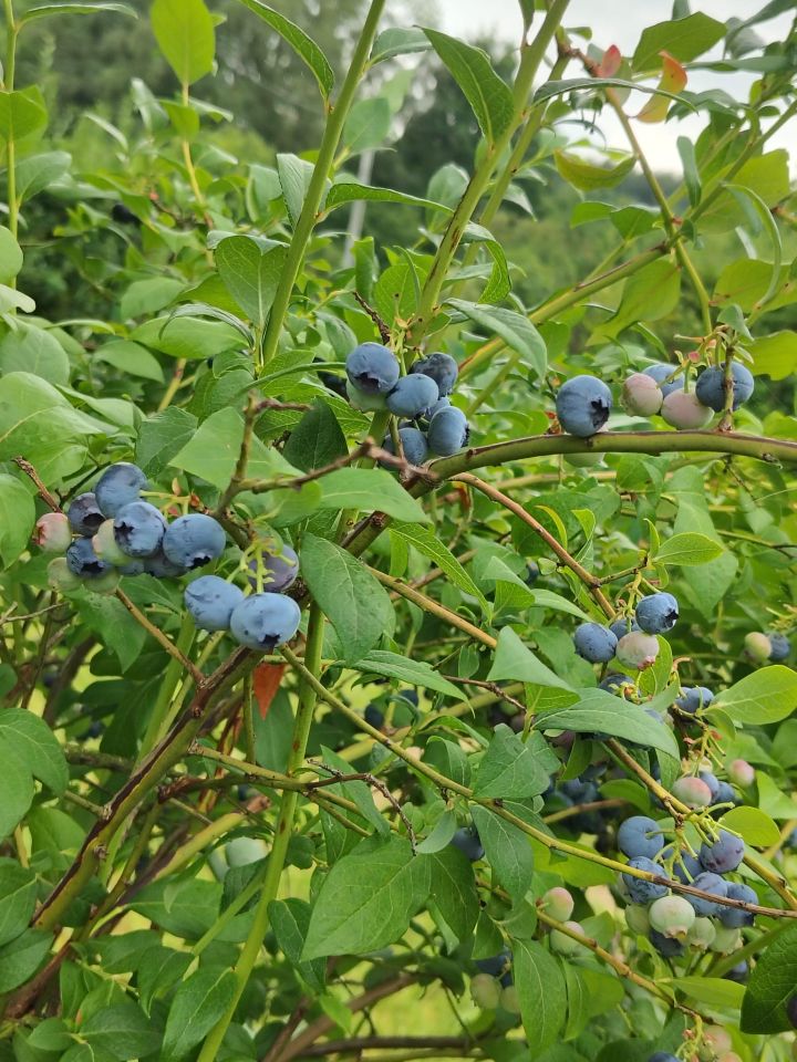 Działka rod Bochnia Karosek, ul. Tadeusza Popka. Zdjęcie 8