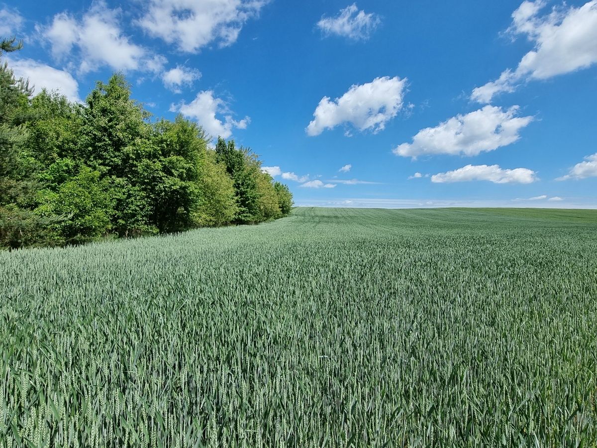 Działka budowlana Oborniki Śląskie, ul. Wolności. Zdjęcie 6