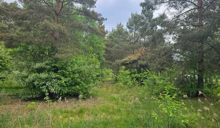 Działka rolna Kolonia Głowa